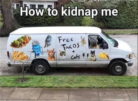 kidnap caturdaymajorgeeks.jpg